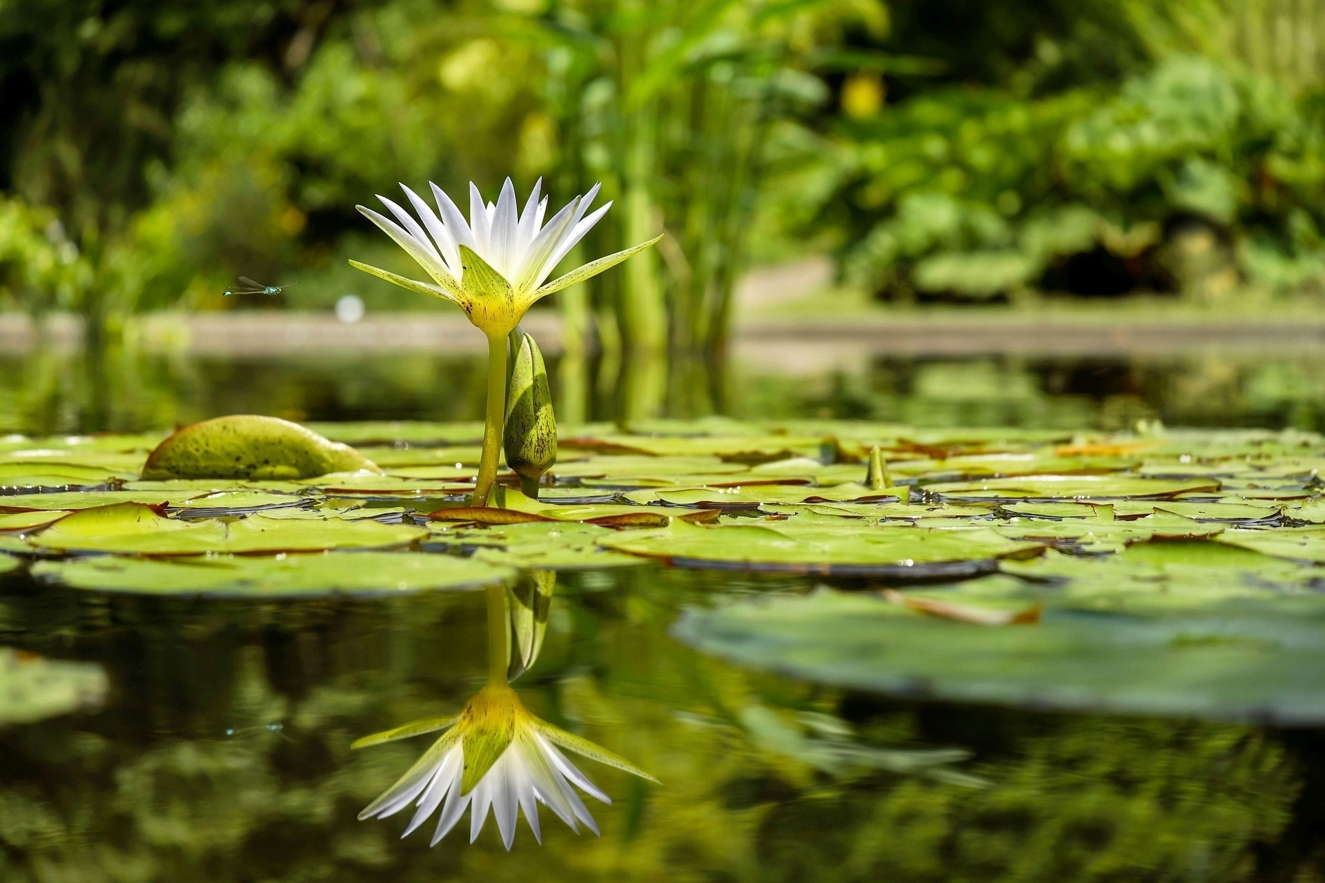 Seerose yoga couleur water lily 1857350 1920